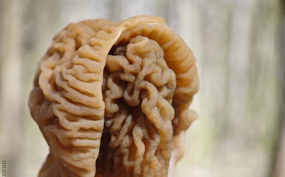 В Петербурге хотят открыть крупнейший в Европе музей грибов - tvspb.ru