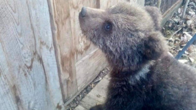 В Коми россиянин спас медвежонка-сироту от смерти