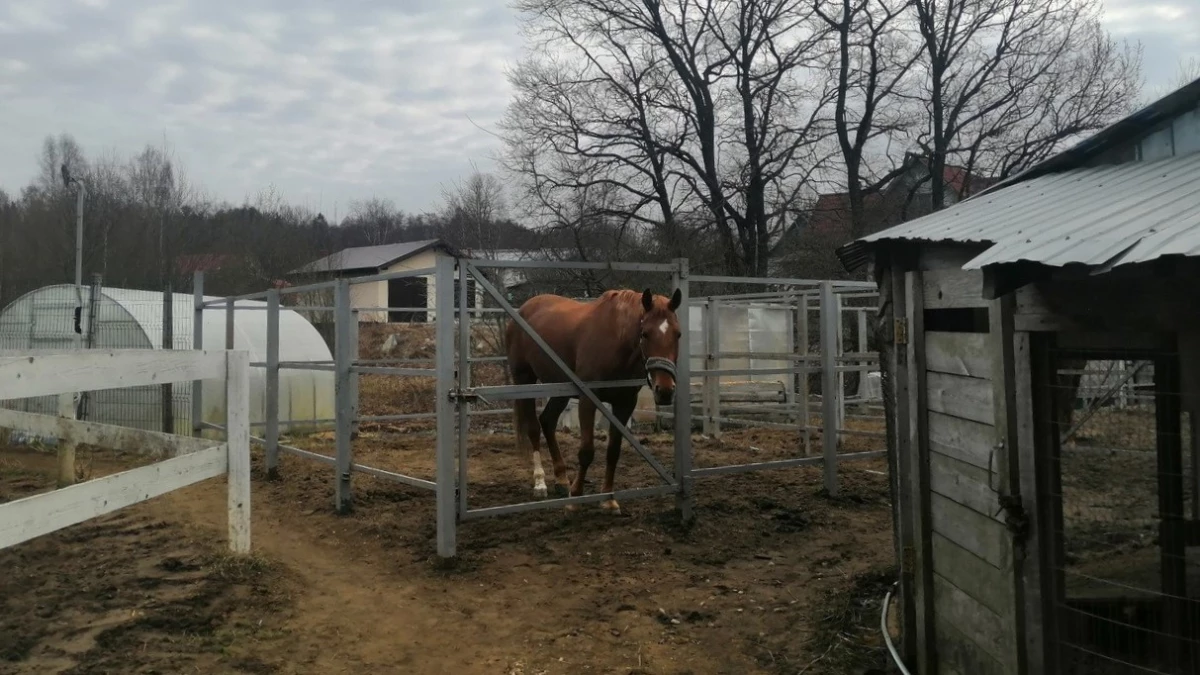 В Выборгском районе ликвидировали несанкционированную свалку отходов животноводства - tvspb.ru