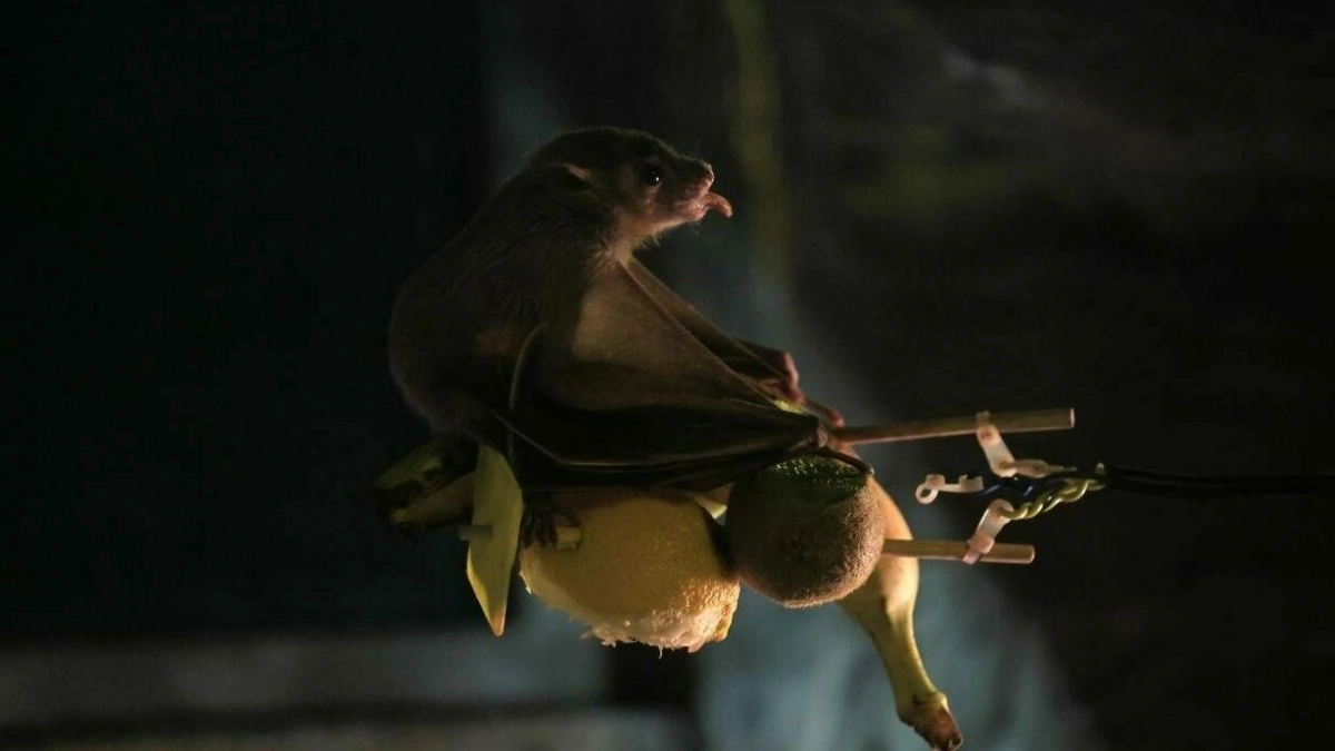 Королевский рацион для летучих гурманов: чем питаются нильские крыланы в Ленинградском зоопарке - tvspb.ru