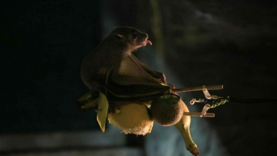 Королевский рацион для летучих гурманов: чем питаются нильские крыланы в Ленинградском зоопарке