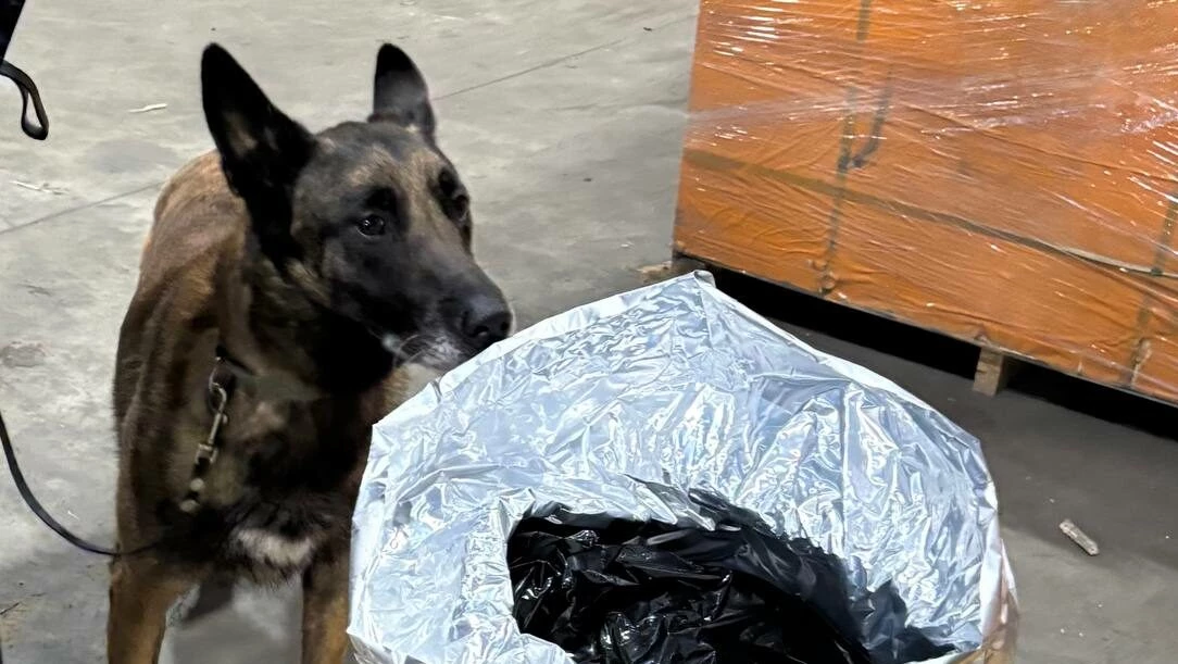 Таможенники пресекли крупную партию прекурсоров для запрещенных веществ на 7 млрд рублей - tvspb.ru