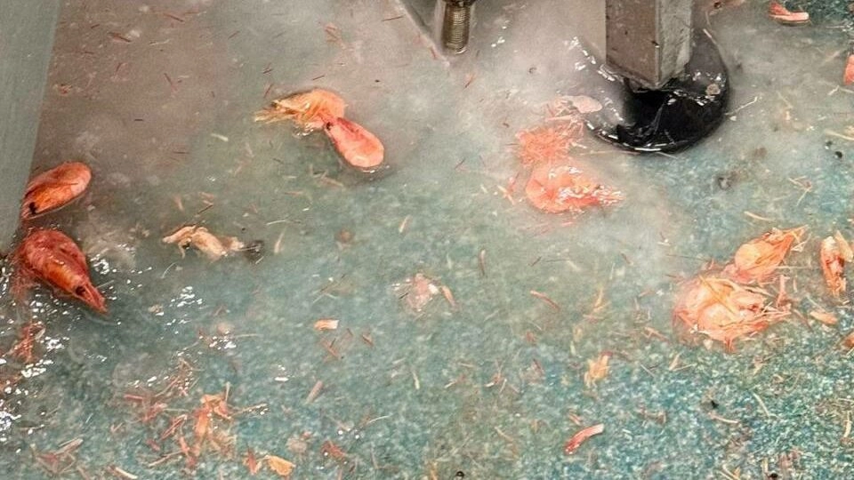 В Петербурге нашли опасные морепродукты без маркировки срока годности - tvspb.ru