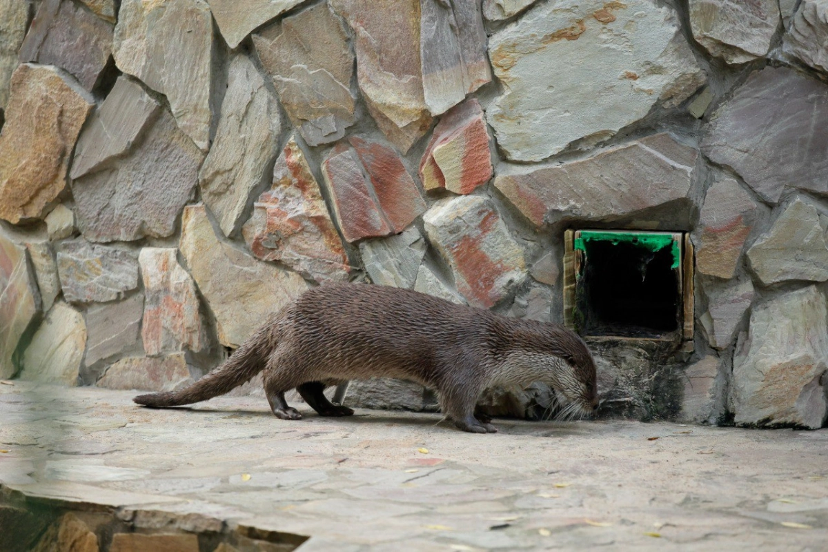 День выдры пройдет в Ленинградском зоопарке 25 мая - tvspb.ru