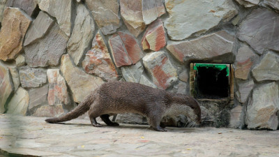 День выдры пройдет в Ленинградском зоопарке 25 мая