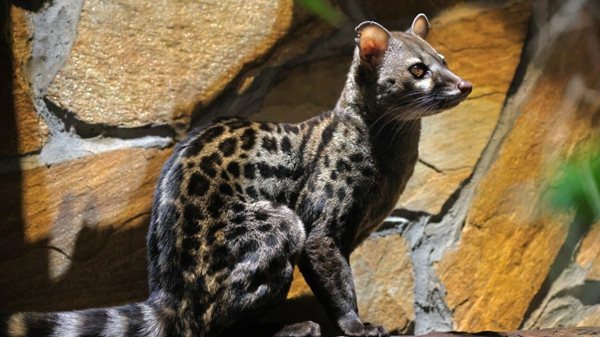 С 2 июня Ленинградский зоопарк будет работать дольше - tvspb.ru