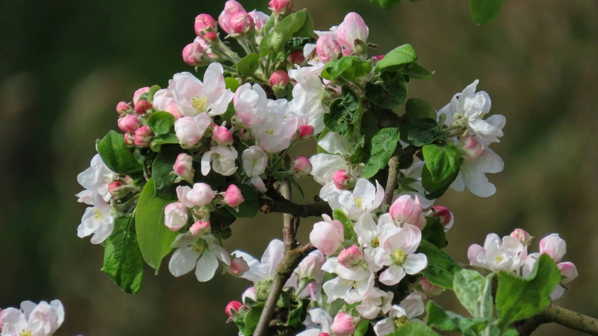 В Монрепо расцвел сад яблонь и груш - tvspb.ru