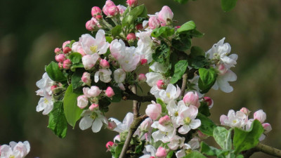 В Монрепо расцвел сад яблонь и груш
