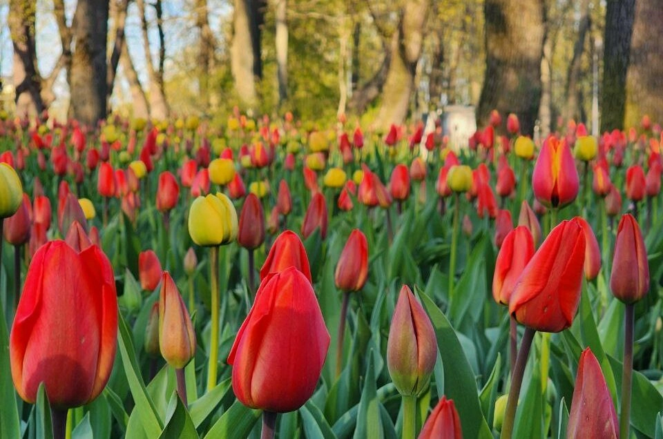 На Елагином острове пройдет Фестиваль тюльпанов - tvspb.ru