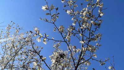 Агроном назвала культуры, наиболее пострадавшие от заморозков