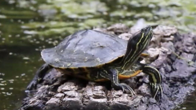 Ленинградский зоопарк: мы не принимаем красноухих черепах