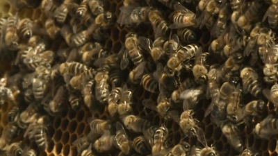 Ученые нашли 71 новый вид пчел