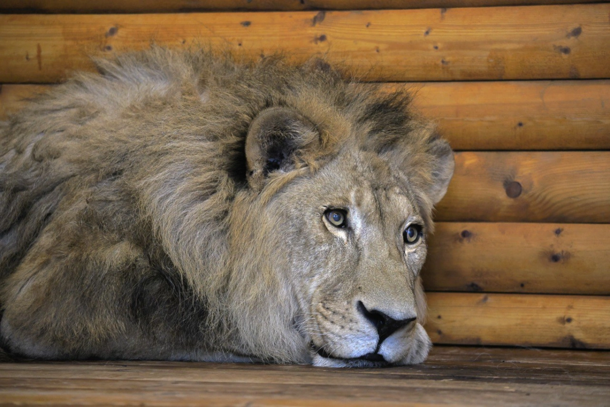 В день «Алых парусов» Ленинградский зоопарк будет работать до 14:00 - tvspb.ru