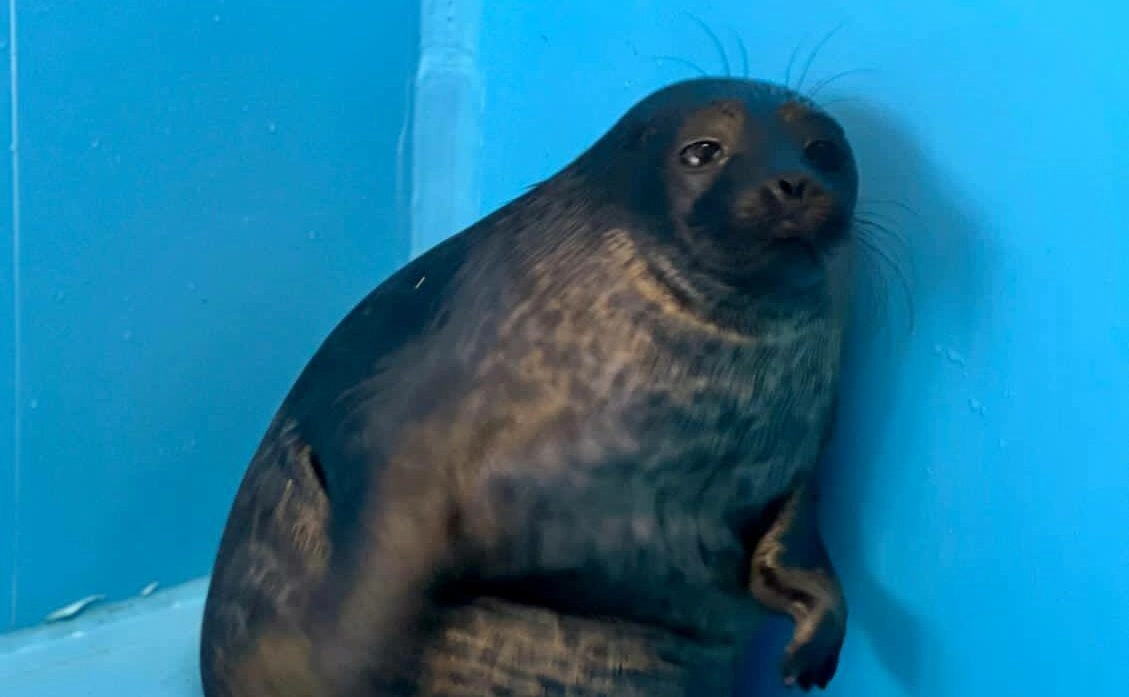 Балтийский нерпенок Шепелев накопил жирок - tvspb.ru