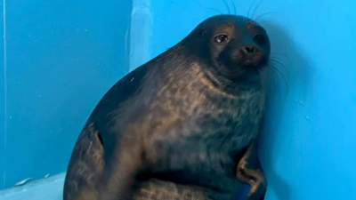 Балтийский нерпенок Шепелев накопил жирок