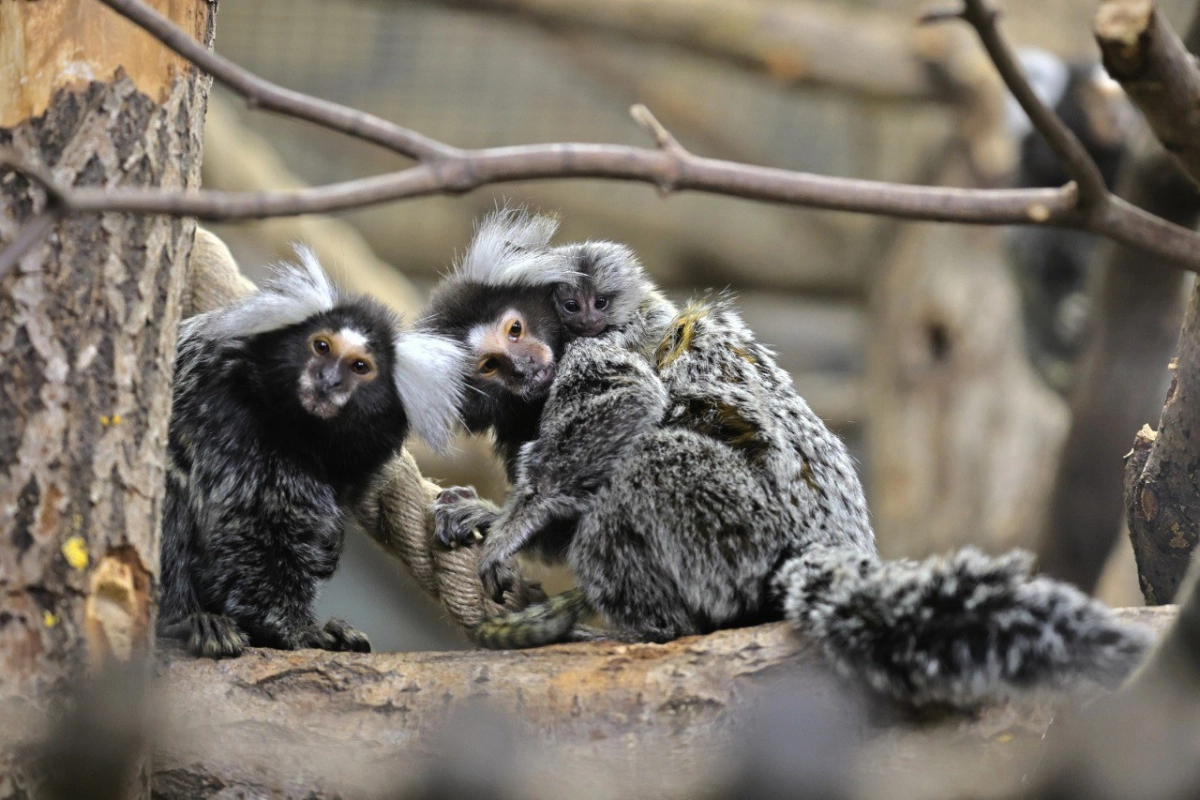 1 июня для всех детей до 18 лет вход в Ленинградский зоопарк будет бесплатным - tvspb.ru
