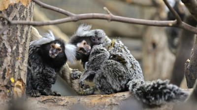 1 июня для всех детей до 18 лет вход в Ленинградский зоопарк будет бесплатным