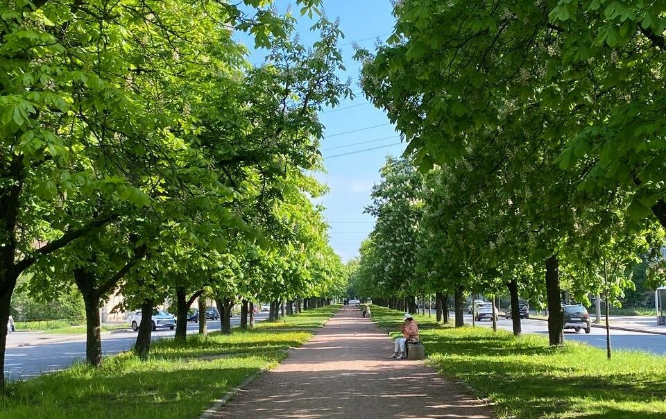 В Петербурге зацвела самая длинная аллея каштанов - tvspb.ru