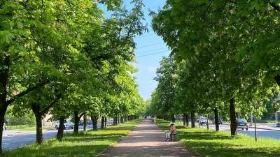 В Петербурге зацвела самая длинная аллея каштанов