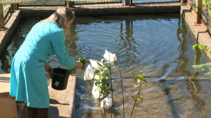 Довольны, сыты и счастливы: в Приморском парке Победы ждут пополнения в семьях водоплавающих