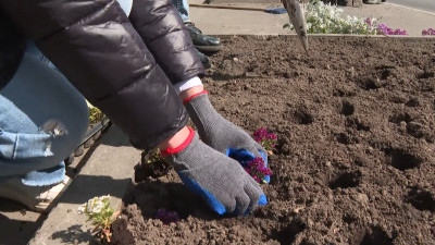 За неделю в Петербурге высадили более 500 тысяч цветов