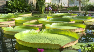 Виктория ждёт гостей: водная оранжерея Ботанического сада готовится к открытию