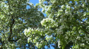 Яблоня в цвету: настоящее чудо в Ботаническом саду