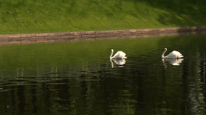 Лебеди Елисей и Любава вернулись в Летний сад