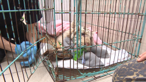 Избавление от катаракты тигрёнка. Петербургские ветеринары провели уникальную операцию