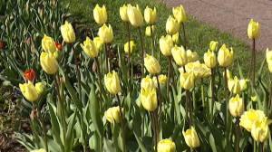 Цветники Петергофа готовят к весеннему празднику фонтанов