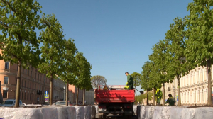 На Исаакиевской площади начали разбивать липовый сад