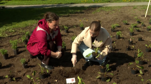 Аптекарские огороды возвращаются в Петербург