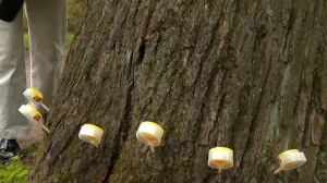 Капельница для липы: как в ЦПКиО обследуют и спасают возрастные деревья