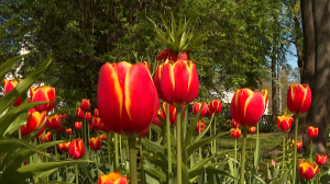 Фестиваль тюльпанов на Елагином острове