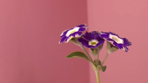 «Метаморфозы примулы»: от петровских времён к цифровой эпохе на выставке в атриуме Лахта-центра