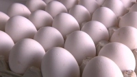 Австралийские ученые выявили пользу яиц для женщин в менопаузе
