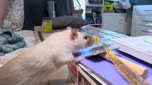 Они же — домашние: почему брошенным крысам тоже нужна помощь