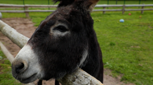 Дачное счастье Дворцовой фермы и её обитателей. О чём мечтают в музее-заповеднике Гатчина?