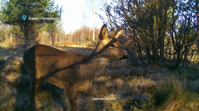 В Петербурге заметили европейскую косулю
