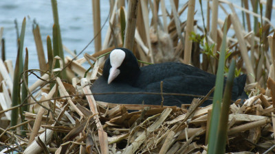 Павел Глазков рассказал о весенних хлопотах лысух