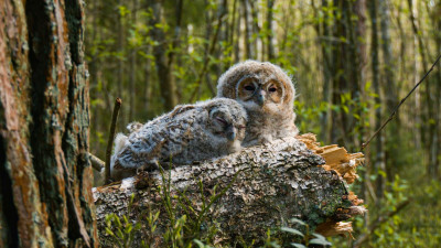 Павел Глазков посоветовал не приближаться к одиноким совятам