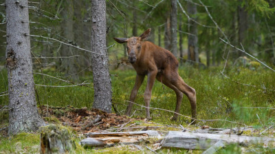 В Приозерском районе Ленинградской области у лосихи пополнение