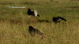 Лесные новости. Тетерева продолжают токовать, а в семье лосихи и кабанихи пополнение