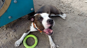 Челси — игривый стаффордширский терьер и любимая подруга Ксении Гущиной, трёхкратной чемпионки Санкт-Петербурга по фигурному катанию.