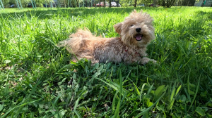 Звёздные питомцы. Персиковое чудо мальтипу Митя заслуженного артиста России Сергея Рогожина