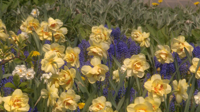 Цветущий Петербург: Где этой весной сделать самые красивые фотографии