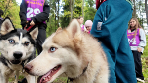 Доктор Хаски: как оставшиеся без хозяев собаки снова чувствуют себя нужными и помогают детям