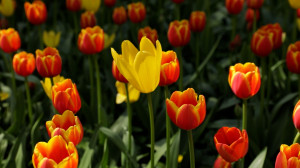 Все оттенки радости. На Елагином острове — Фестиваль тюльпанов