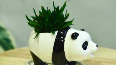 Город, в котором растёт зелень: как комнатные растения делают нас спокойнее