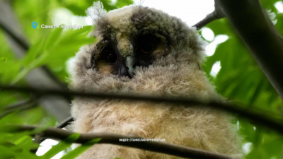 В Петербурге заметили птенцов неясыти, которые учатся летать